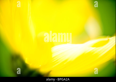 La théorie des couleurs, l'harmonie jaune vert printemps mouvement de liberté puissant fleurs flou de la terre principale d'excitation direction lignes Banque D'Images