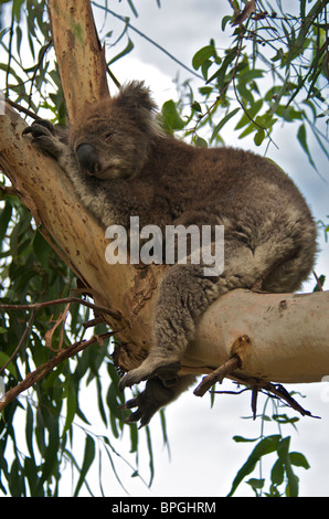 Koala endormi dans tree Kennett River Victoria Australie Banque D'Images