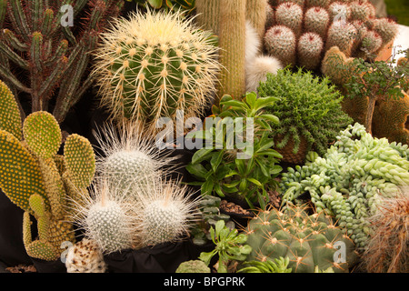Royaume-uni, Angleterre, Merseyside, Southport Flower Show, exposition de cactus primés Banque D'Images