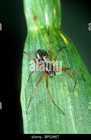 Linyphiid ou argent araignée (Lepthyphantes tenuis) sur une feuille de céréales Banque D'Images