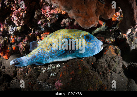 Blue spotted pufferfish, Tulamben, Bali, Indonésie. Banque D'Images