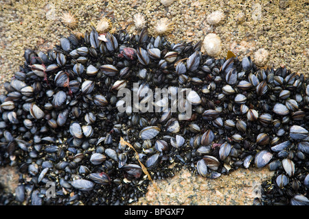 Moules sur des roches en Portheras cove Cornwall Banque D'Images