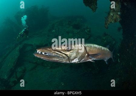 Grand barracuda avec un plongeur sur l'épave à Tulamben Liberty, Bali, Indonésie. Banque D'Images