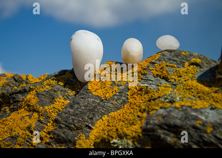 Un morceau de land art, sous la forme de trois petits cailloux en équilibre sur un gros rocher. Réalisé par l'artiste photographe & Chris Madden Banque D'Images