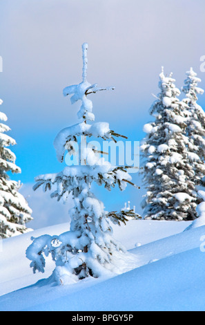 Hiver neige couverts de sapins sur la montagne sur fond de ciel nuageux Banque D'Images