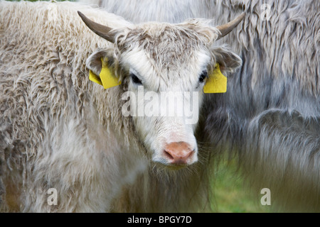 Deux yaks blancs sur un pâturage dans les Alpes italiennes Banque D'Images