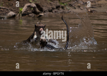 Toque Macaque, Macaca sinica sinica, Ceylon-Hutaffe jouant dans une rivière Parc national de Yala au Sri Lanka wild Banque D'Images