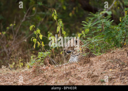 Sri-Lankais Léopard, Panthera pardus kotiya, Sri Lanka, parc national de Yala, femme, sauvage Banque D'Images