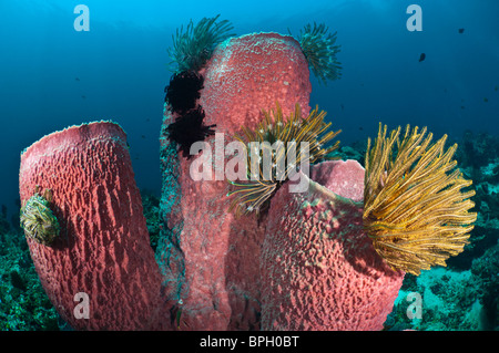 Grand baril d'éponges et de crinoïdes, Gili Trawangan, Lombok, Indonésie. Banque D'Images