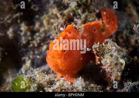 Poisson Grenouille peint pour mineurs, le Détroit de Lembeh, Sulawesi, Indonésie. Banque D'Images