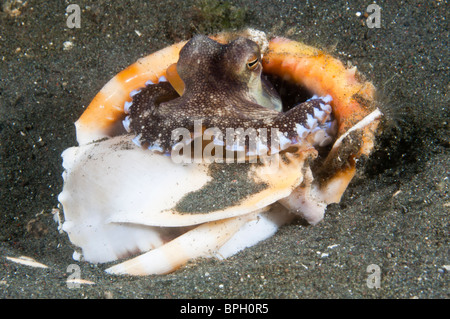 L'évaluation d'une pieuvre veinée de shell pour ses qualités comme une maison, le Détroit de Lembeh, Sulawesi, Indonésie. Banque D'Images