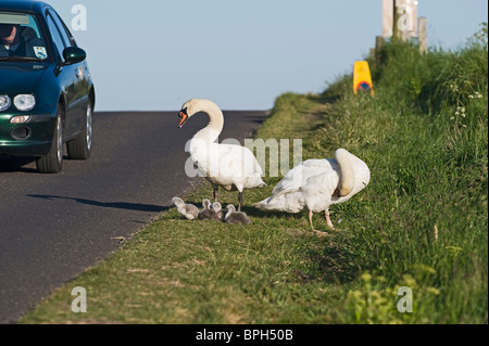 Cygne tuberculé Cygnus olor paire avec oisillons Claj Norfolk peut Banque D'Images