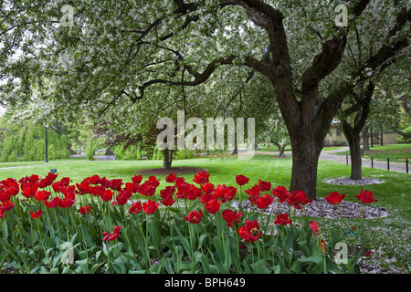 Tulipes dans un jardin, le Jardin Public de Boston, Boston, comté de Suffolk, Massachusetts, USA Banque D'Images