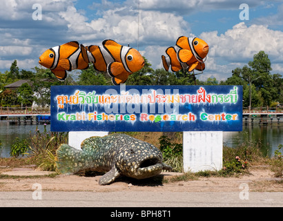 Un poisson clown géant est le symbole de la reproduction des poissons tropicaux Tapom Nemo et conservation ferme près de Krabi, Thaïlande Banque D'Images