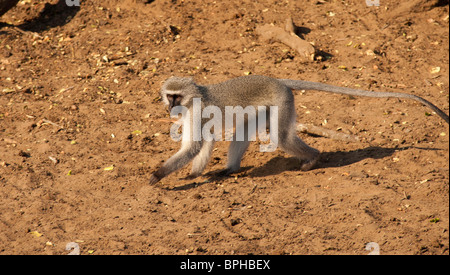 singe en cours d’exécution Banque D'Images