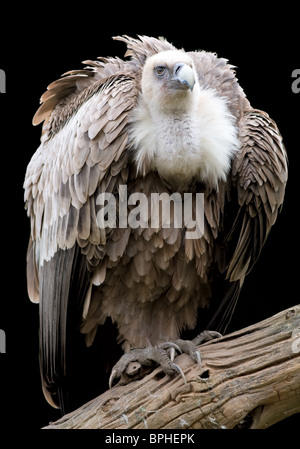 Portrait d'un Griffon isolé sur blanc. Banque D'Images