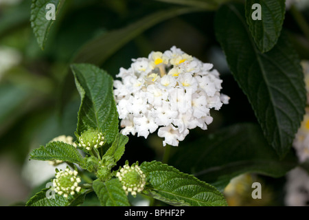 Les Indiens de l'Ouest, Eldkrona Lantana (Lantana camara) Banque D'Images