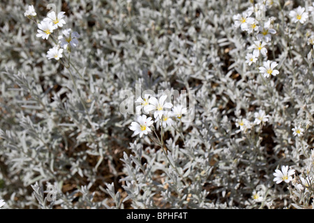 La neige en été, Silverarv (Cerastium tomentosum) Banque D'Images