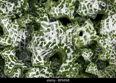 Marian thistle, Mariatistel (Silybum marianum) Banque D'Images