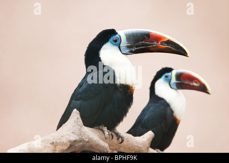 Deux toucans bec rouge assis sur une branche. Banque D'Images