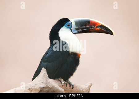 Toucan bec rouge assis sur une branche. Banque D'Images