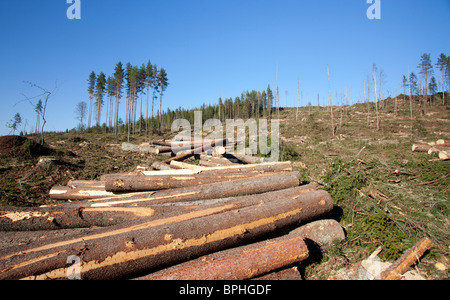 Grumes de pin et d'épicéa dans la zone de coupe claire finlandaise de la forêt de taïga , Finlande Banque D'Images