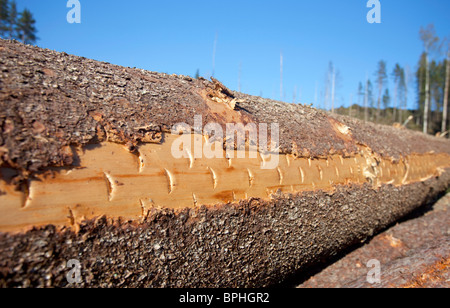 Libre d'une épinette fraîchement coupé ( picea ) log surface où la tête de coupe forestière harvester repères sont toujours montré , Finlande Banque D'Images