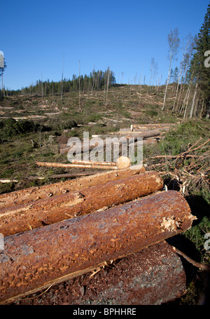 Grumes de pin ( pinus sylvestris ) à la zone de coupe claire finlandaise dans la forêt de taïga , Finlande Banque D'Images