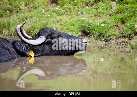 Buffalo se reposant dans l'eau dans une journée ensoleillée à Sibiu, Roumanie Banque D'Images