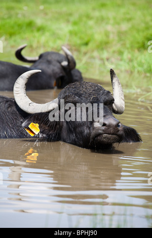 Buffalo se reposant dans l'eau dans une journée ensoleillée à Sibiu, Roumanie Banque D'Images