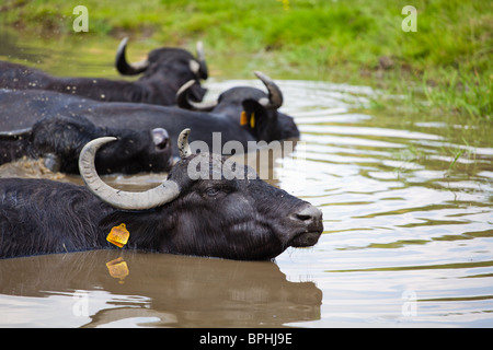 Buffalo se reposant dans l'eau dans une journée ensoleillée à Sibiu, Roumanie Banque D'Images