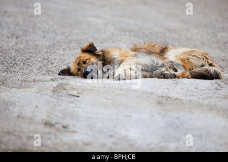 Chien couché sur le pavé de la rue. Banque D'Images