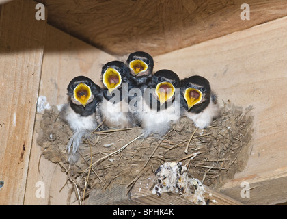 Hirondelle rustique Hirundo rustica les jeunes au nid le CLAJ Norfolk Septembre Banque D'Images