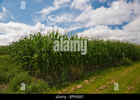 Un champ agricole américain avec du maïs vert sur fond ciel bleu avec des nuages gonflés gros plan angle bas dans Michigan mi USA US personne horizontal haute résolution Banque D'Images