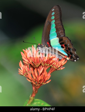 Papillon bleue commune vers un vol de fleurs de bougainvilliers roses - Graphium Sarpedon Banque D'Images