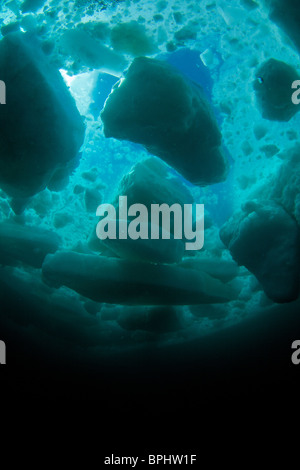 Printemps de dislocation de la plongée dans le détroit de Lancaster, étang, Inlet, île de Baffin, Nunavut, Canada Banque D'Images