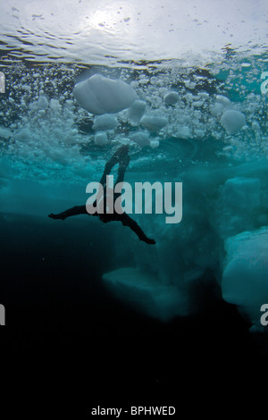 Printemps de dislocation de la plongée dans le détroit de Lancaster, étang, Inlet, île de Baffin, Nunavut, Canada Banque D'Images
