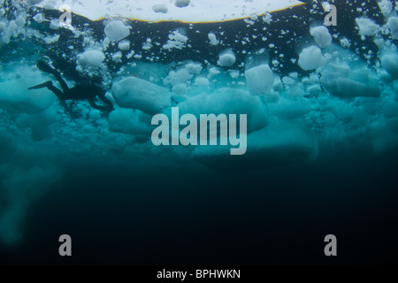 Printemps de dislocation de la plongée dans le détroit de Lancaster, étang, Inlet, île de Baffin, Nunavut, Canada Banque D'Images