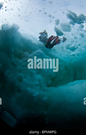 Printemps de dislocation de la plongée dans le détroit de Lancaster, étang, Inlet, île de Baffin, Nunavut, Canada Banque D'Images