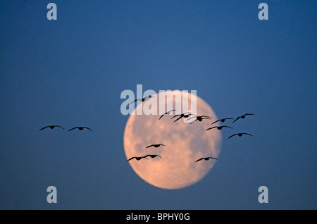 Les Oies à bec court Anser brachyrynchus flying peu après le crépuscule et silhouetté contre lune hiver Holkham Norfolk Banque D'Images