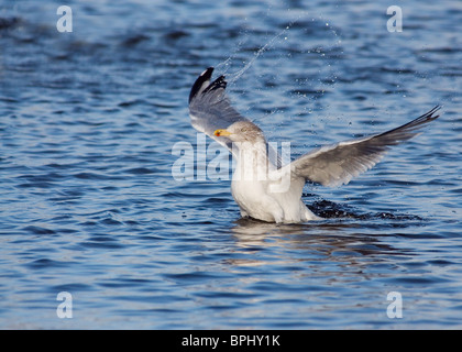 Goéland argenté (Larus argentatus, photographié à Marton Mere Nature Reserve, Blackpool Banque D'Images