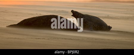 Le phoque gris Halichoerus grypus bull et femelle sur Beach Point Blakeney Novembre Norfolk Banque D'Images