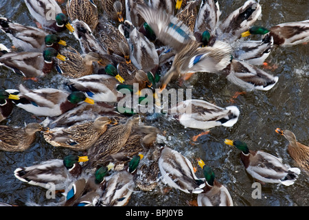 Canards colverts qui luttent pour des morceaux de pain, au cours de l'hiver en Suède. Cette photo a un effet de flou sur les oiseaux. Banque D'Images