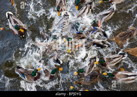 Canards colverts qui luttent pour des morceaux de pain, au cours de l'hiver en Suède. Cette photo a un effet de flou sur les oiseaux. Banque D'Images