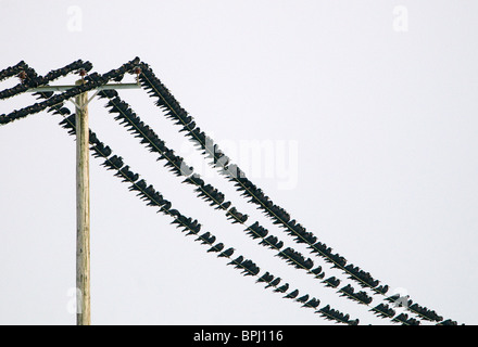 Les corbeaux freux Corvus frugilegus arrivant à roost Buckenham ainsi que l'hiver de Norfolk Banque D'Images