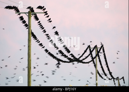 Les corbeaux freux Corvus frugilegus arrivant à roost Buckenham ainsi que l'hiver de Norfolk Banque D'Images