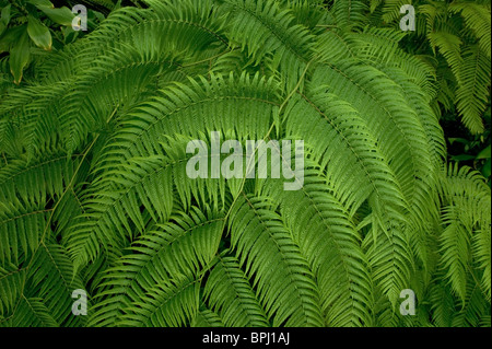 Close-up de fougères Banque D'Images