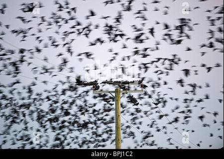 Les corbeaux freux Corvus frugilegus arrivant à roost Buckenham ainsi que l'hiver de Norfolk Banque D'Images