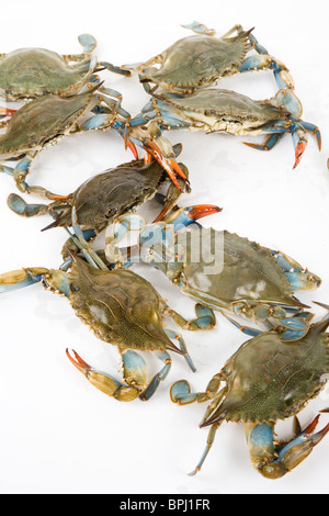 Crabe bleu avec fond blanc Banque D'Images