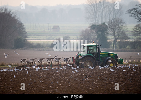 Les goélands à la suite d'une charrue à Buckenham ainsi que dans la vallée de Yare hiver Norfolk Banque D'Images